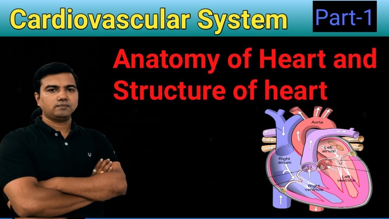 Cardiovascular System (Part-1) Structure and Anatomy of heart  in Hindi by Avrendra Singh