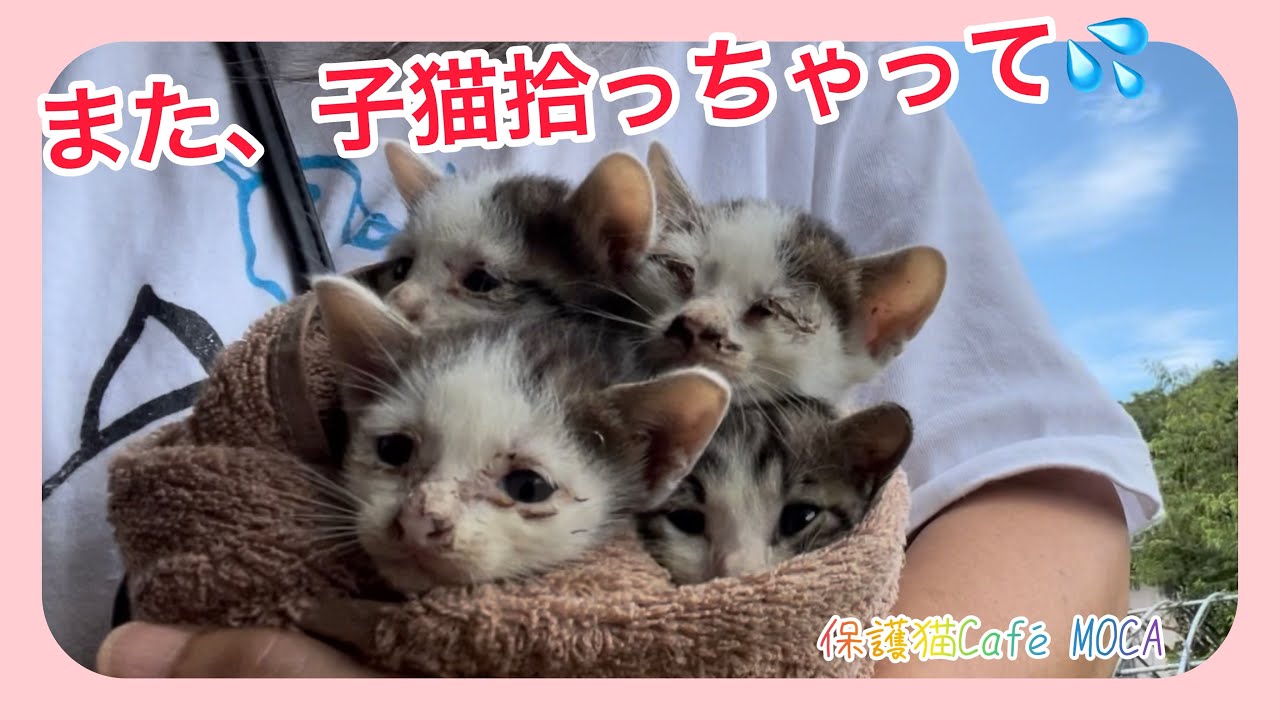 また子猫拾ってしまいました💦　手術に行ったお母さん猫を呼んで大きな声で泣いてくれたから、藪の中から見つけることができました。