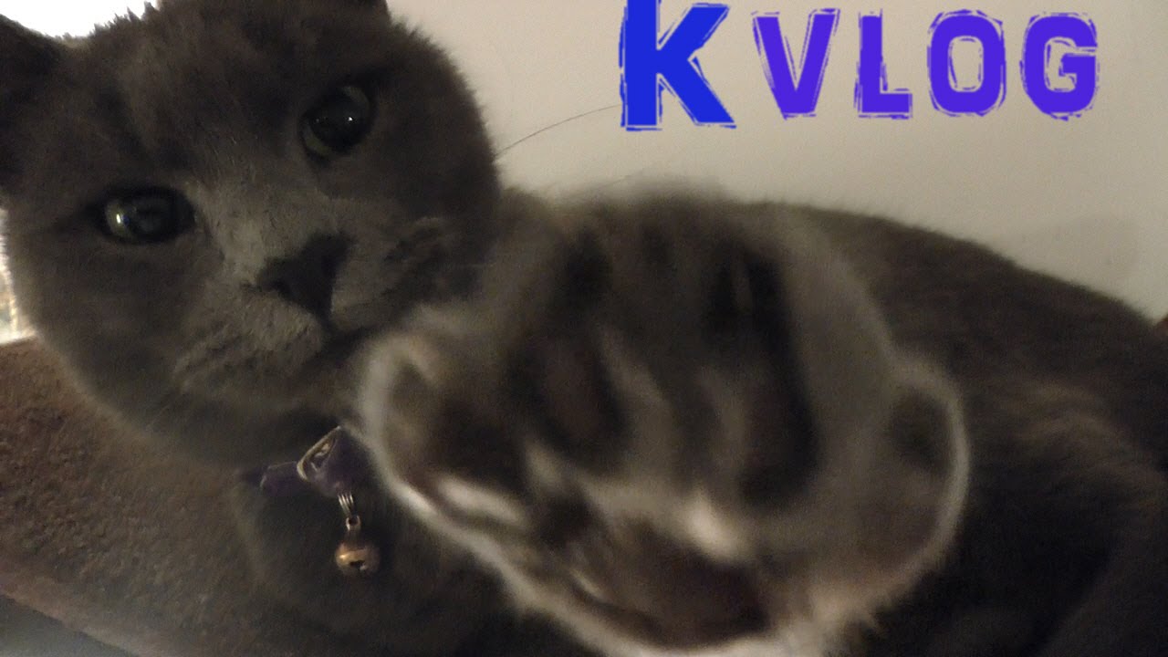 Kvlog: Turtles Cartoon Action Figures plus a New Lets Play Coming