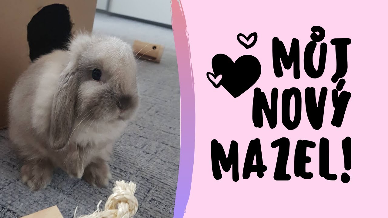 Mám králíčka!