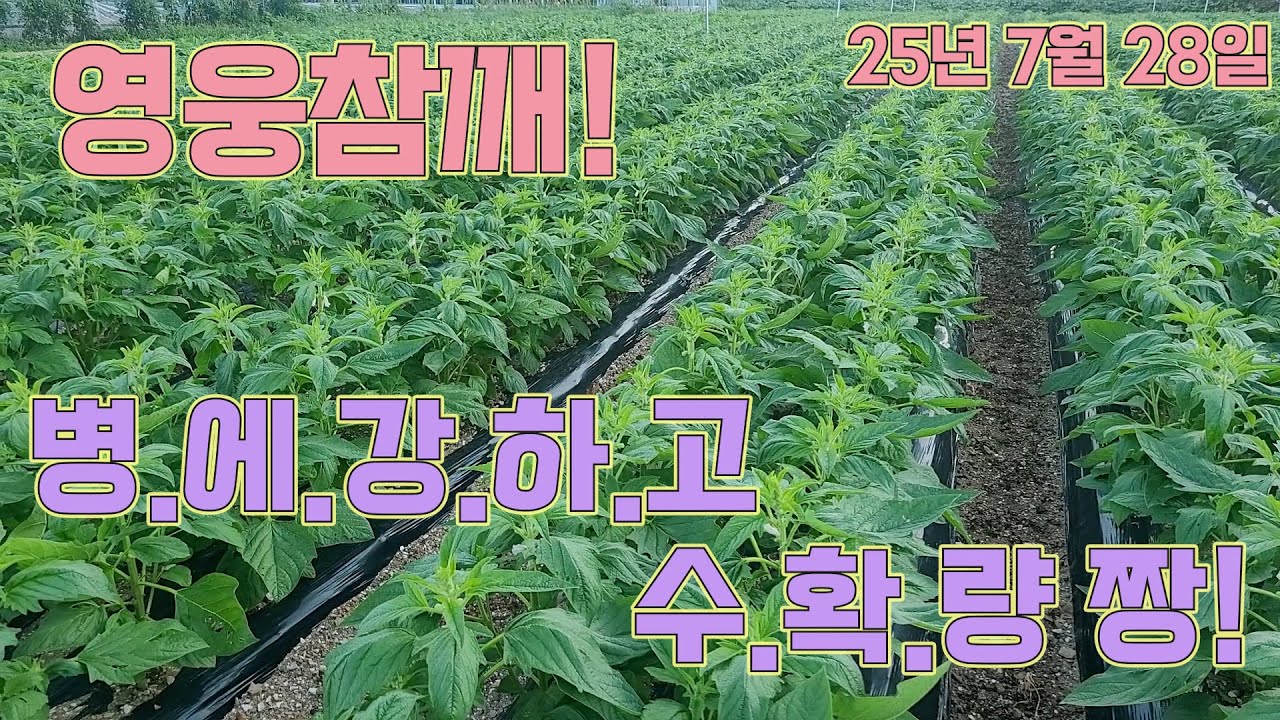 영웅참깨, 겁나 좋네요?!! 농사의여신표 참깨농사!