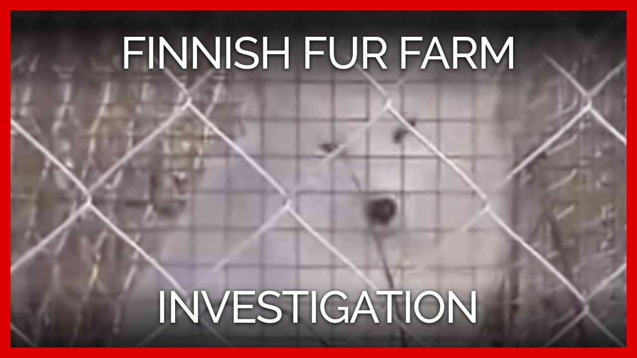 Finnish Fur Farm Investigation