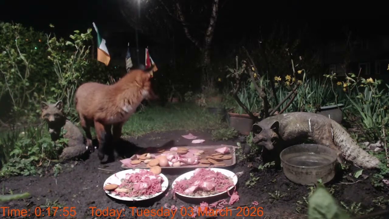 Foxheaven Dublin Ireland Livestream