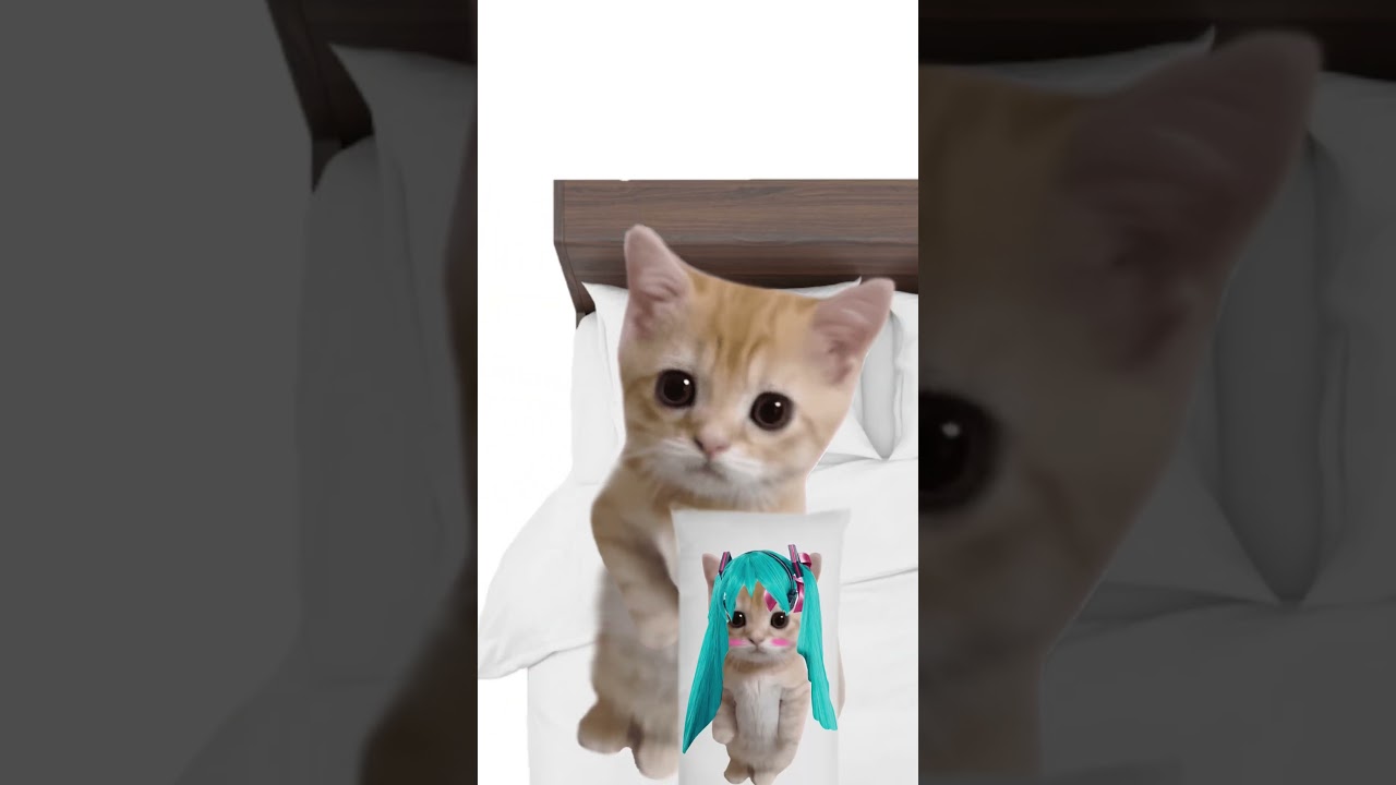 Почему девушкам важен рост? Кисы объясняют 😻