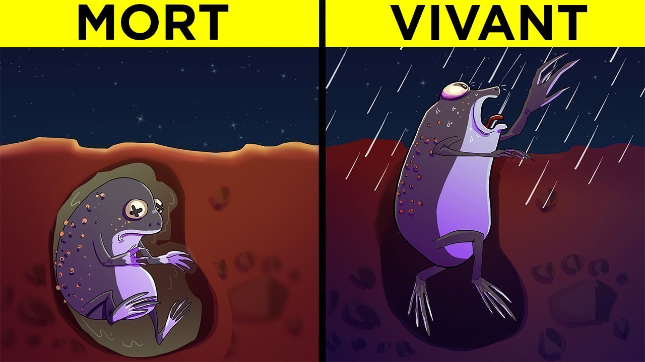 Les Animaux Les Plus Etonnants Au Monde