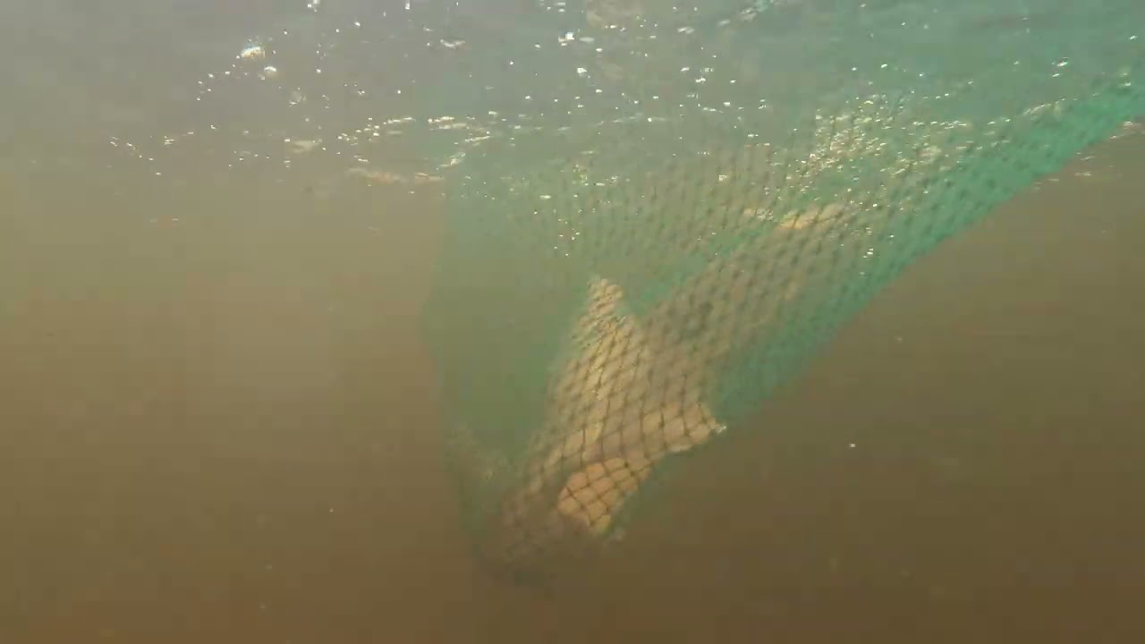 Lake sturgeon