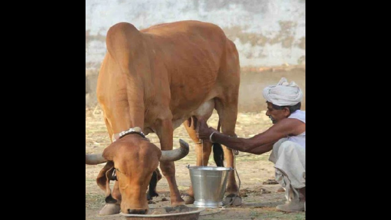 Overview of the global dairy industry.
