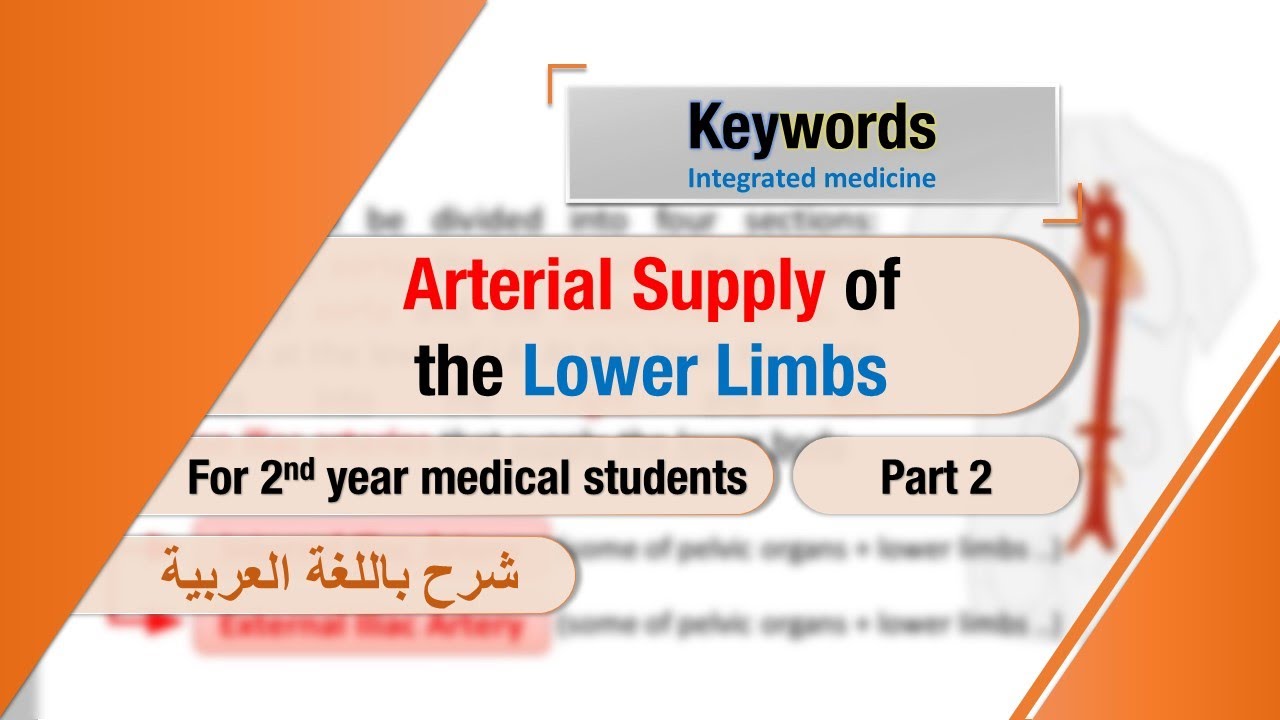 Blood supply of the lower limbs (part 2)