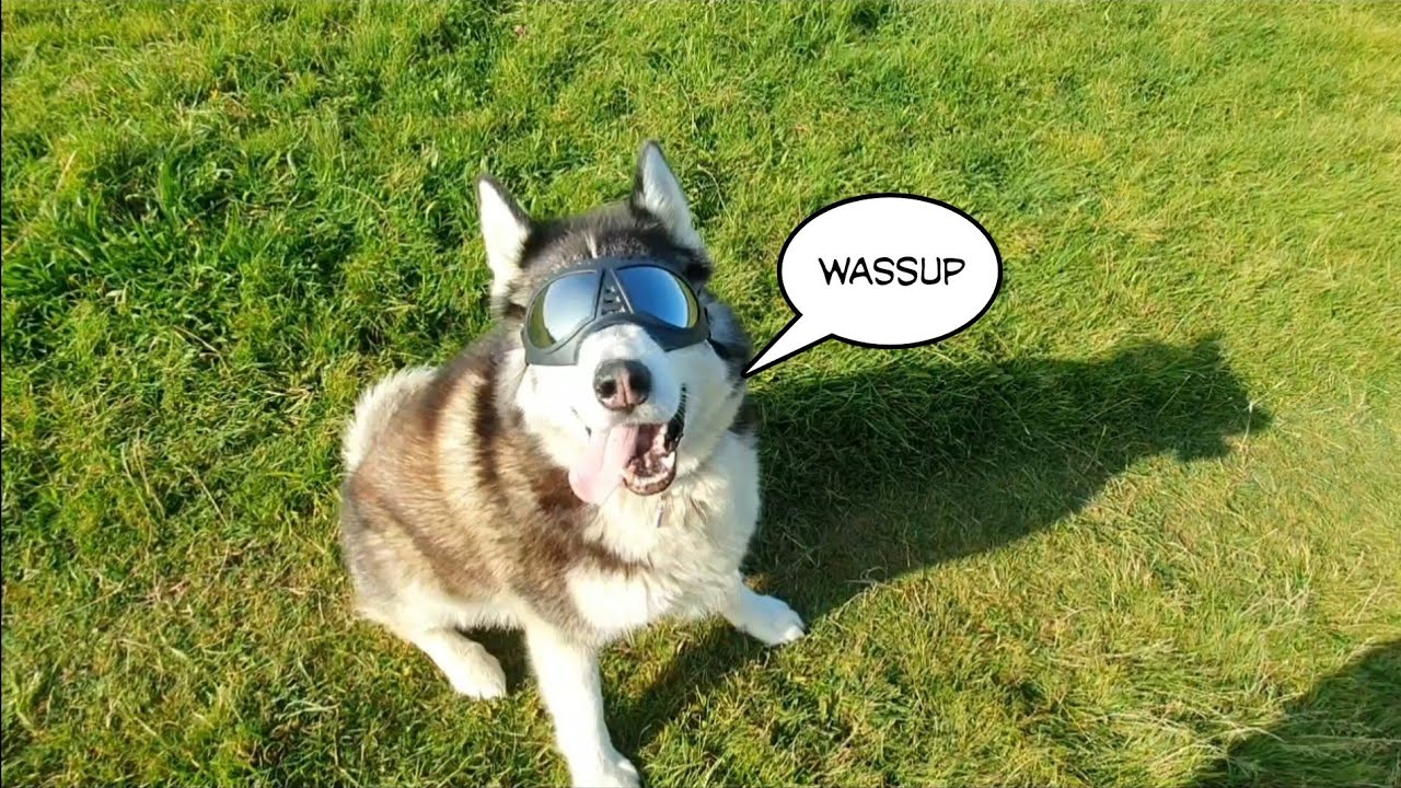 Cutest dog will make you Laugh with his Super Friend Batdog