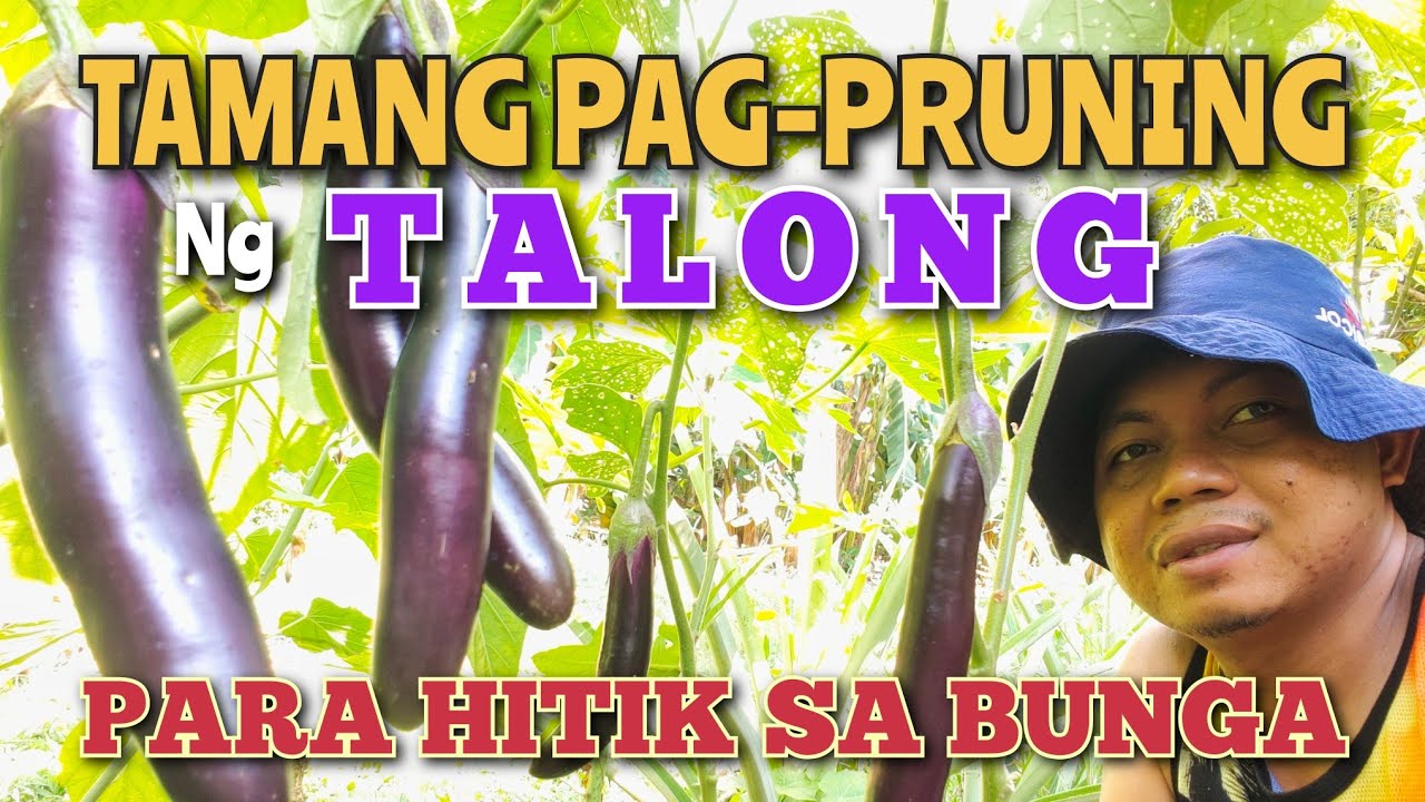 PAANO MAG PRUNING NG TALONG PARA HITIK SA BUNGA
