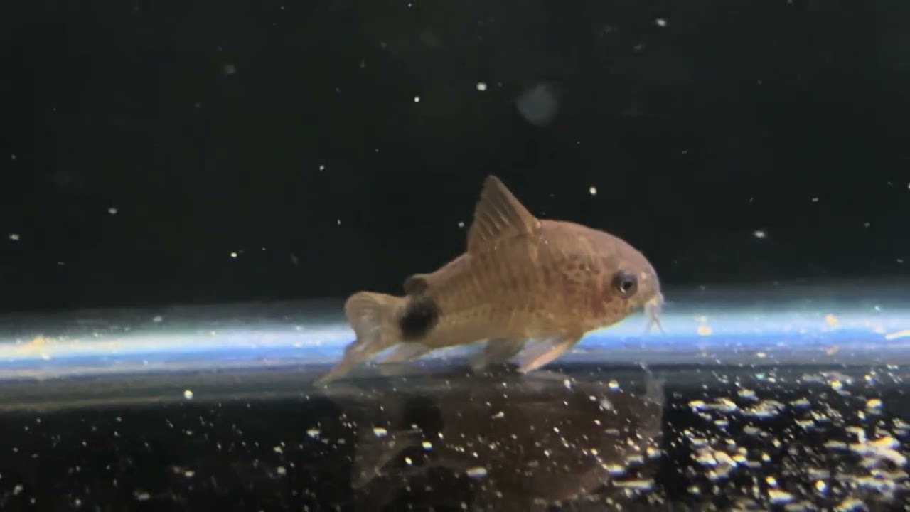 Vídeo 1 todos os peixes da loja em 21/2