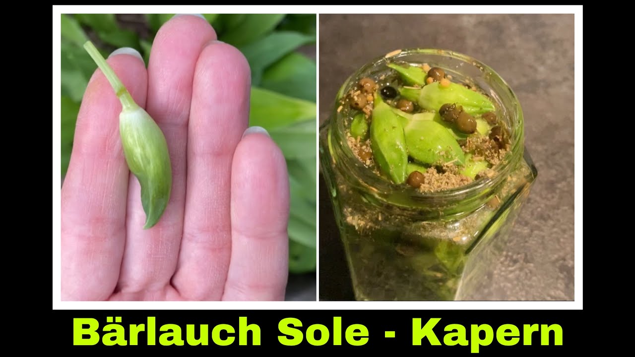 B&auml;rlauchkapern in Sole Rezept | Kapern aus B&auml;rlauch Knospen ansetzen | Selbstversorgung