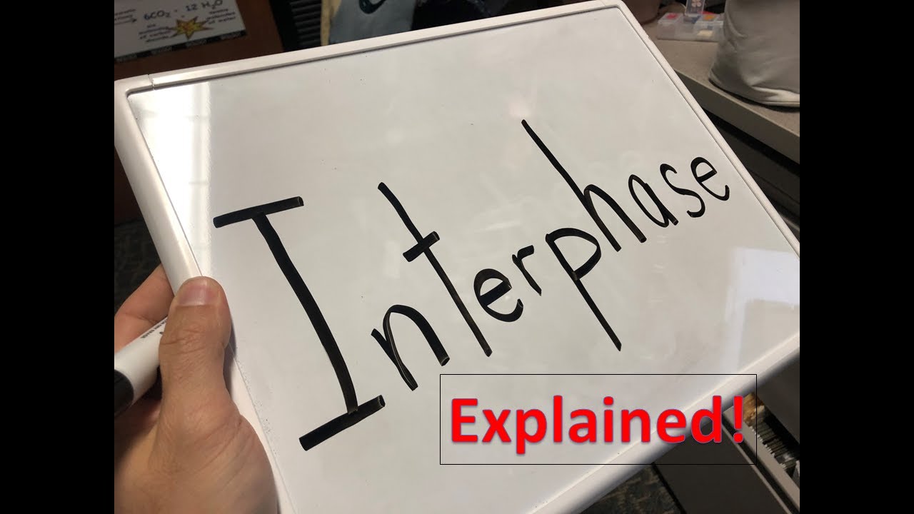 Interphase explained!