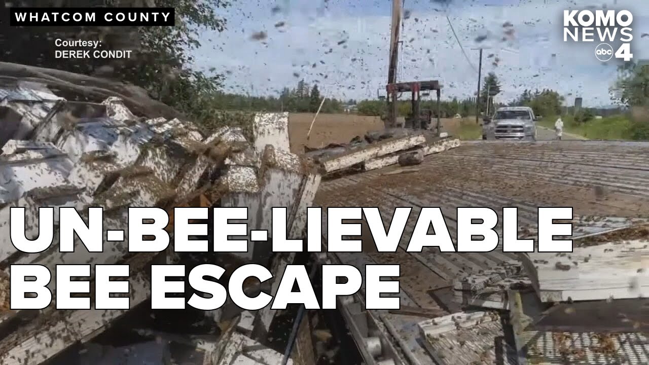 14 million bees escape after semi-truck spills load in Whatcom County