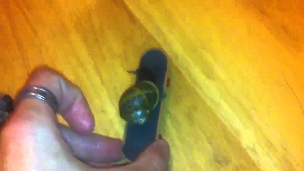Snail On A Skateboard!