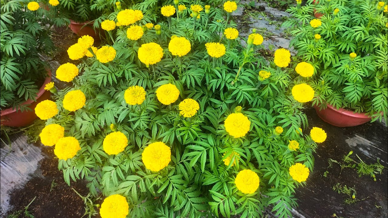 lãi chèo cho hoa vạn thọ, hoa tết (14/12) #vantho #garden #flowers #nhavuon