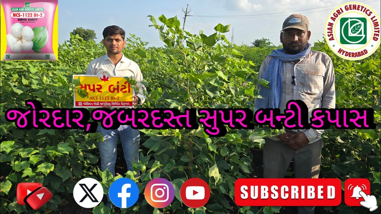 જોરદાર,જબરદસ્ત સુપર બંટી કપાસ એશિયન એગ્રી જીનેટિક્સ #agriculture #farmer #farming #cotton 