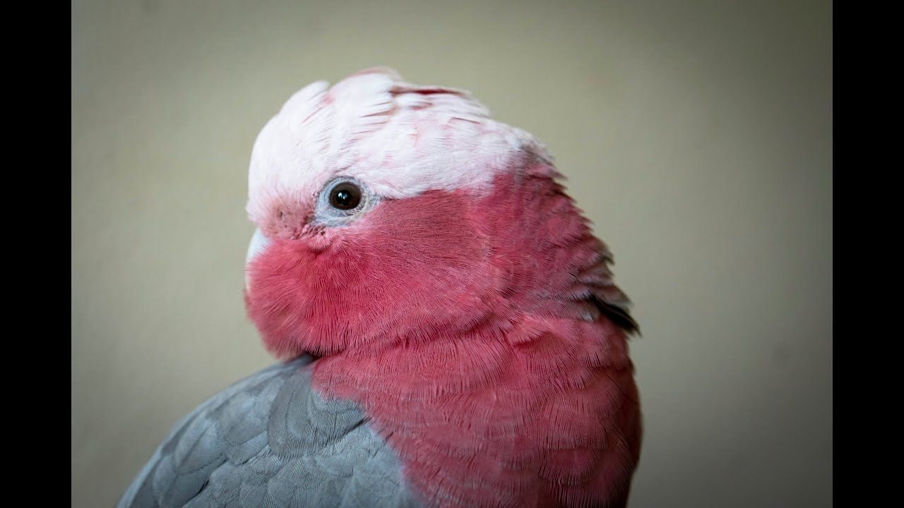 Getting My Dream Parrot, A Galah Cockatoo!