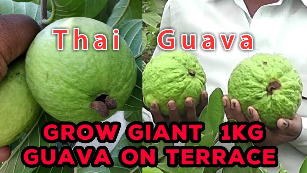 How to grow GIANT GUAVA on terrace 1 KG each THAILAND GUAVA in pot complete Tutorial
