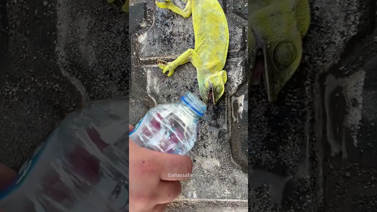 Man Gives Water to Chameleon😍