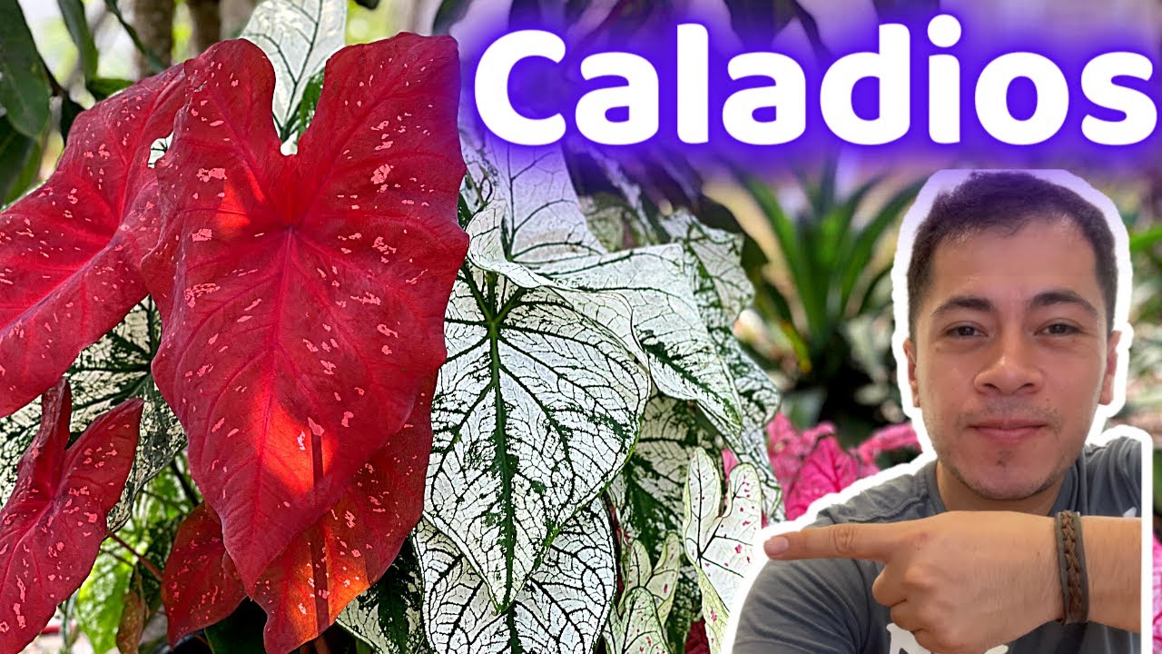 Como y Cuando GERMINAR CALADIOS || CALADIUM || PALETA DE PINTOR || Germinar Bulbos || El citadino