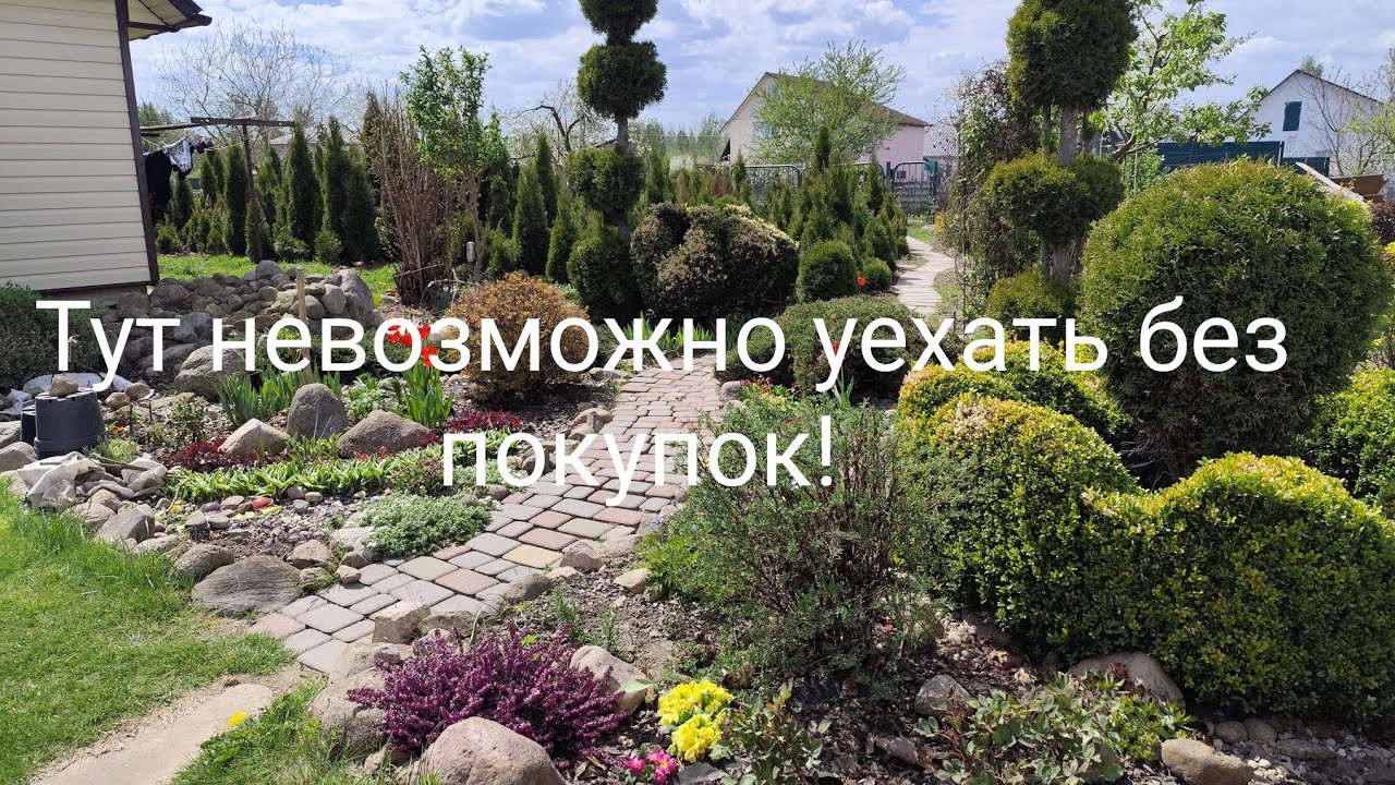 Рай для любителей сада😍 Мой питомник. Большой выбор и выгодные предложения! 🌲🌳🌿