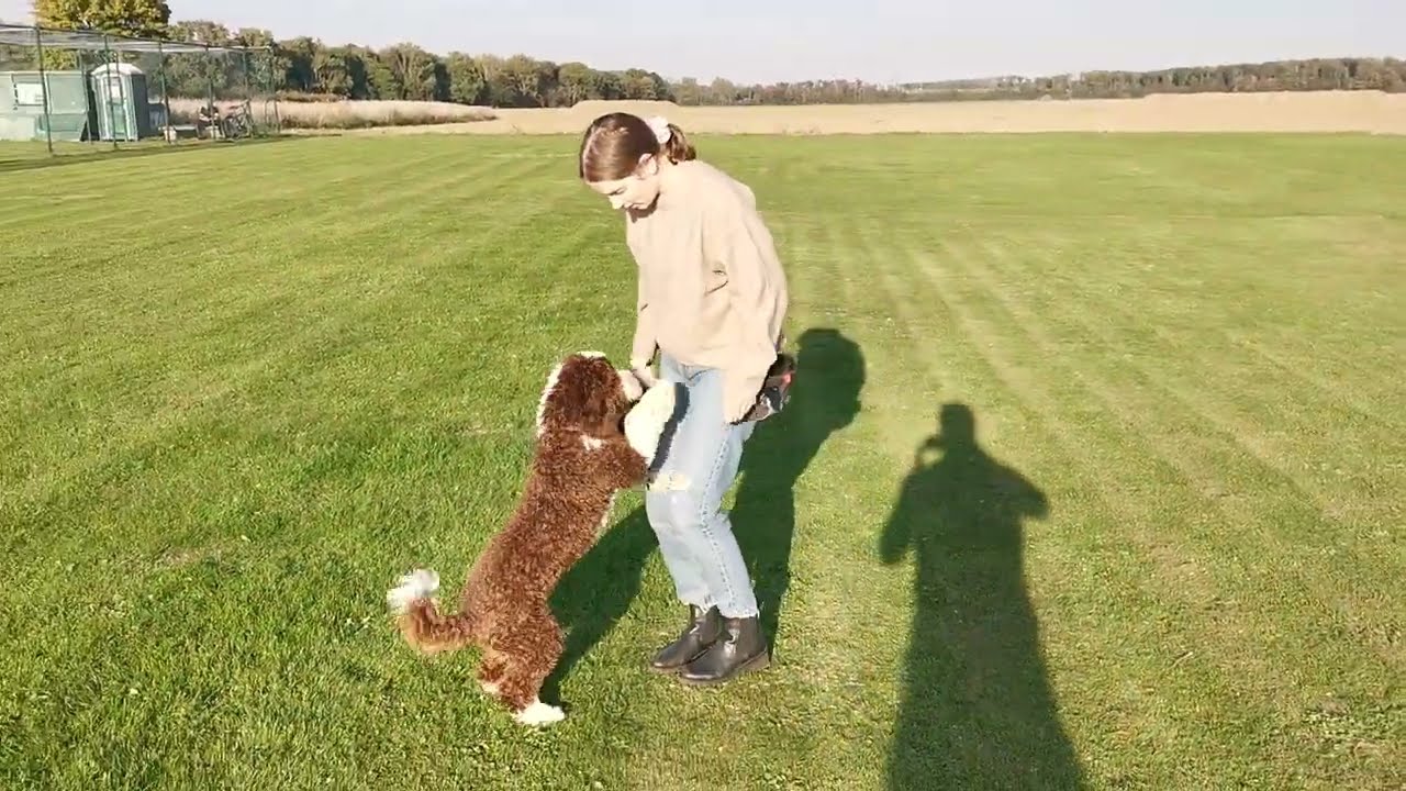 Anton - Perro de Agua Español - 20 Tricks