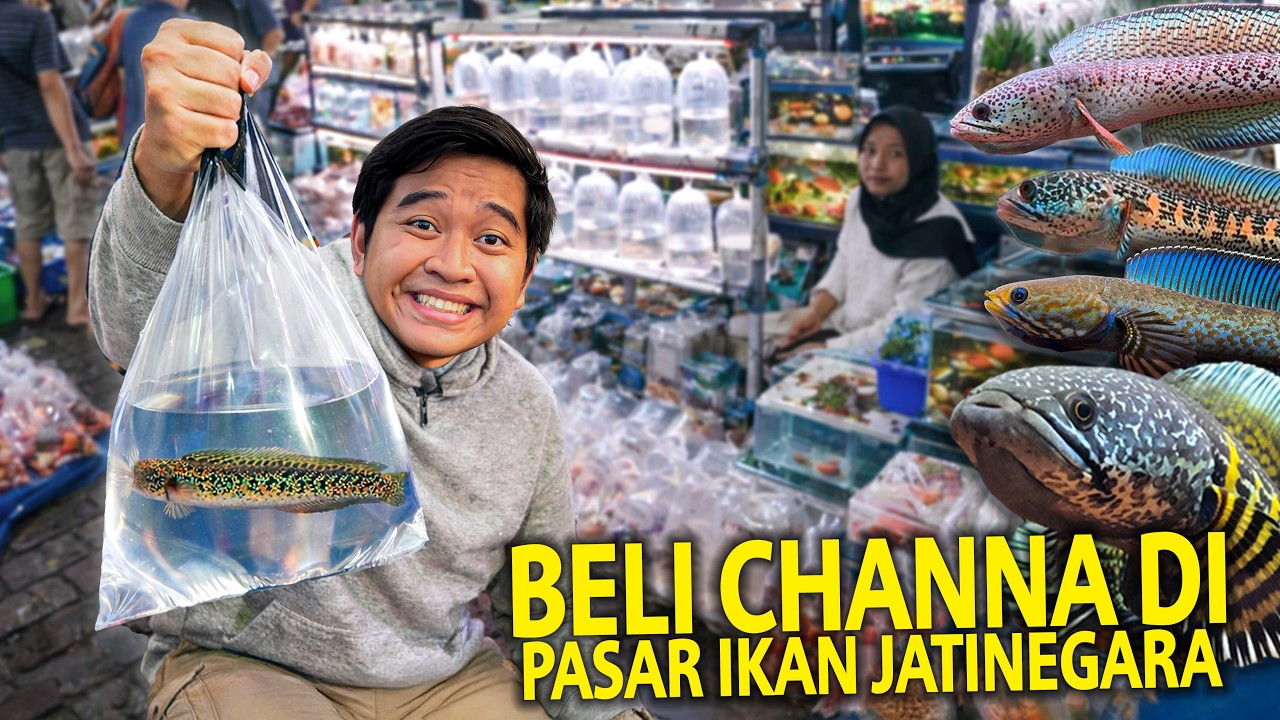 BERBURU IKAN CHANNA DI PASAR IKAN JATINEGARA! KITA MULAI KOLEKSI LAGI IKAN CHANNA GUYS!