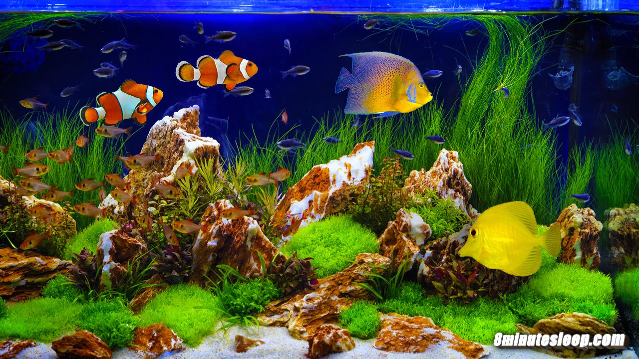 FISH TANK SOOTHING SOUNDS | Aquarium Bubbling White Noise | 10 Hours