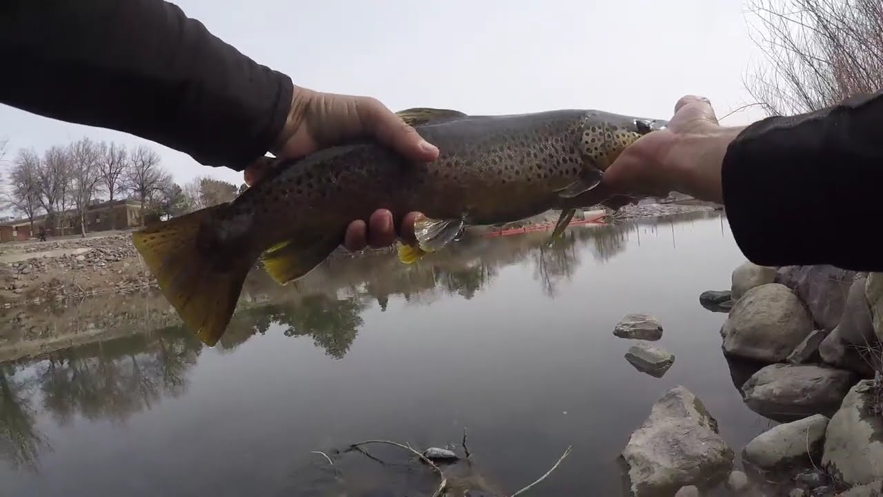 Big Browns and a Crazy Landing (Classic WwA Patreon Feb 24')