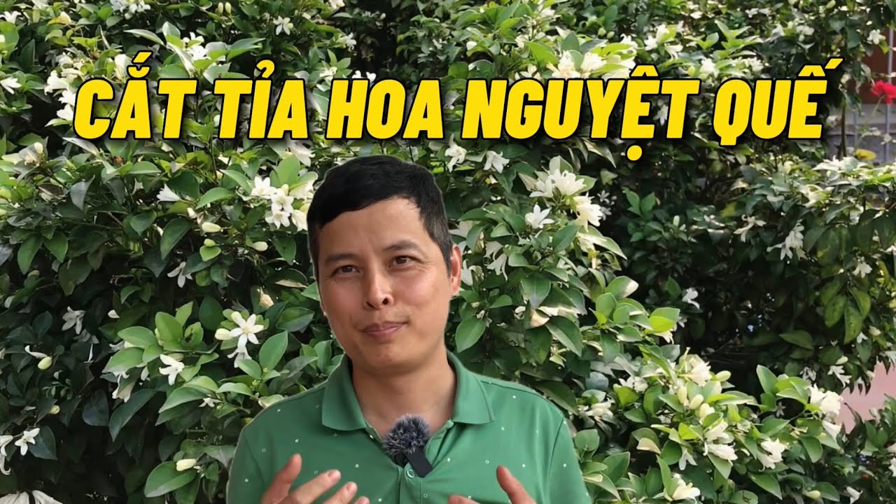 Cắt tỉa và chăm sóc cây hoa nguyệt quế giúp cây đẹp có nhiều hoa