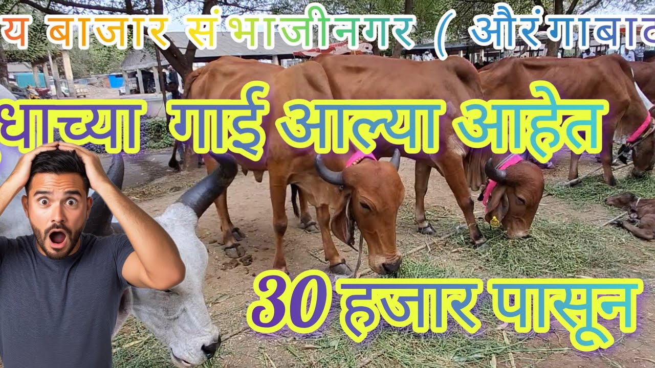 गाय बाजार मार्केट संभाजीनगर ( औरंगाबाद  )#cow #dairyfarm #cowlover #gaay 