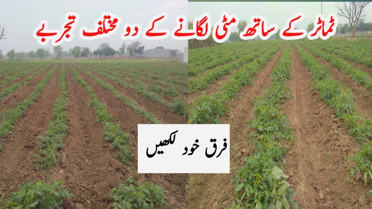 Tomato Field||Best field of Tomato||Agriculture Guru