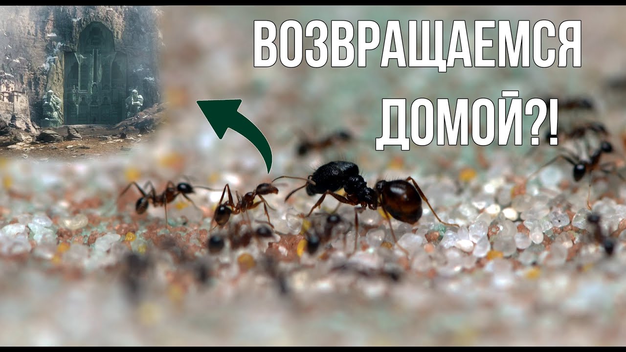 Муравьи Pheidole noda как гномы Эребора — такого вы ещё не видели!