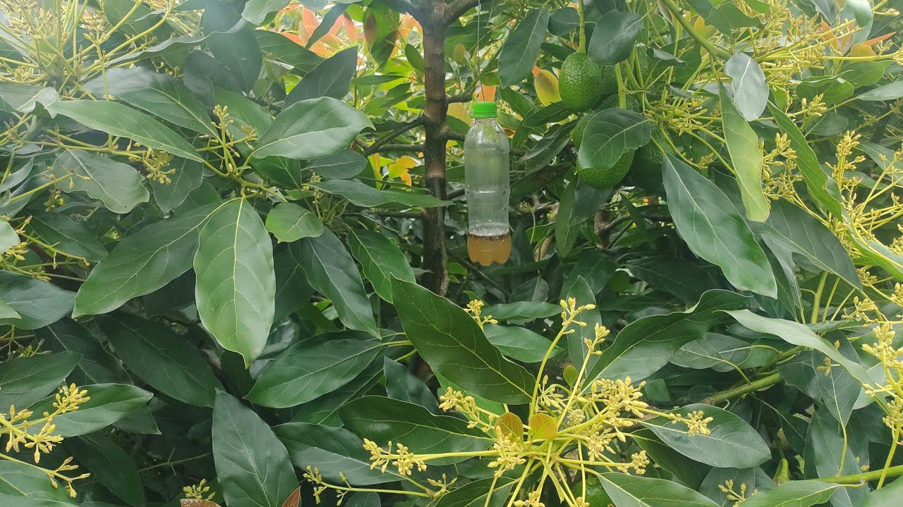 trampa para insectos.  control ecológico, de neosilba, y mosca de la fruta.🥑✍️