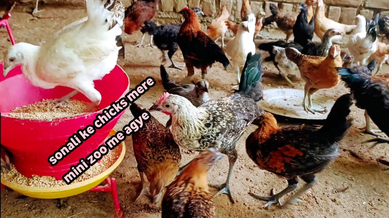 Sonali ke chicks mere mini zoo me agye || desi murgi palan || chicken farming ||