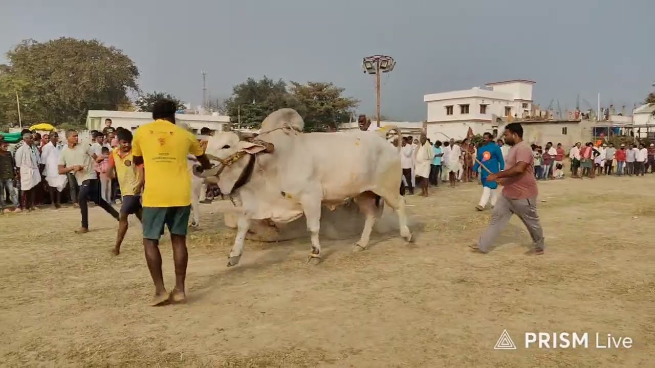 ఆకవీడు గ్రామం||సీనియర్స్ విభాగం 6వ జత బీరం బుల్స్ & కొండారెడ్డి గారు 💥రామన్&దేవుని గిత్త💥 2-2-2026💥💥
