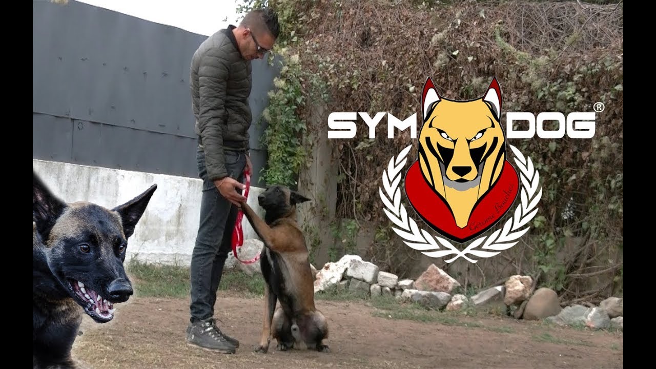 D&Eacute;MONSTRATION EXERCICE PRATIQUE / BERGER BELGE MALINOIS