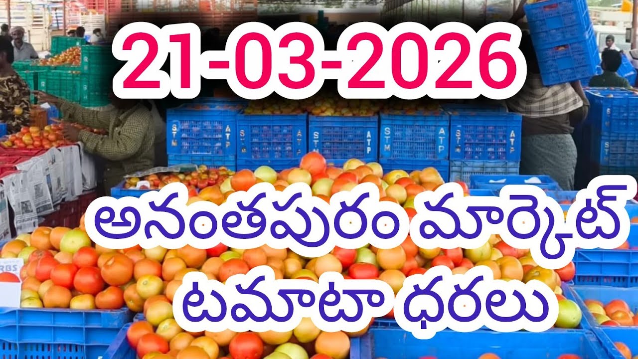 Today Tomato price #todaytomatoprice #anantapurtomatorates 