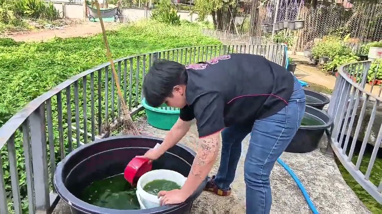 มาปล่อยไรแดงต้องทำยังไง
