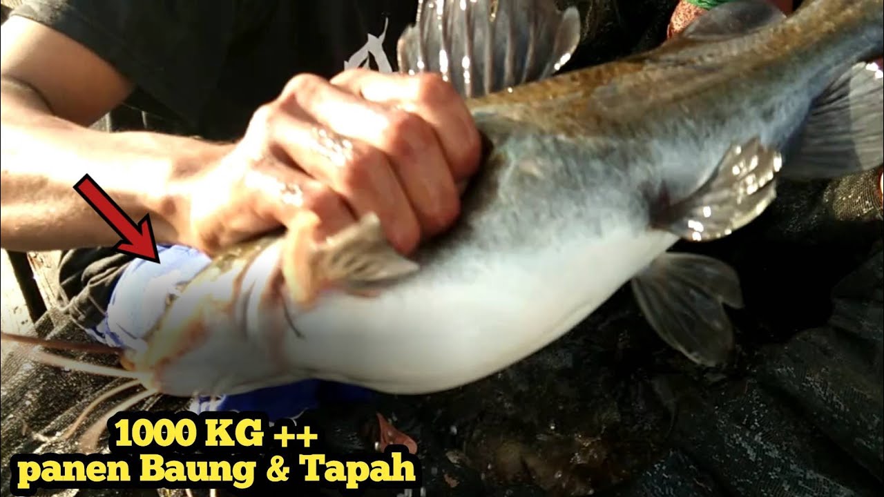 RATUSAN KILO IKAN BAUNG & TAPAH BABON - Panen ikan di Sungai kahayan kalteng