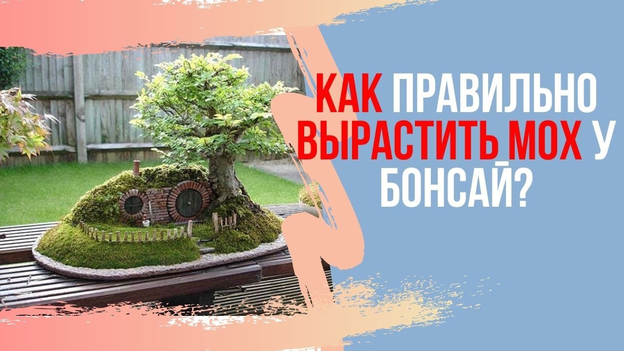 Как правильно выращивать МОХ на БОНСАЙ. 4 основных правила выращивания красивого мха