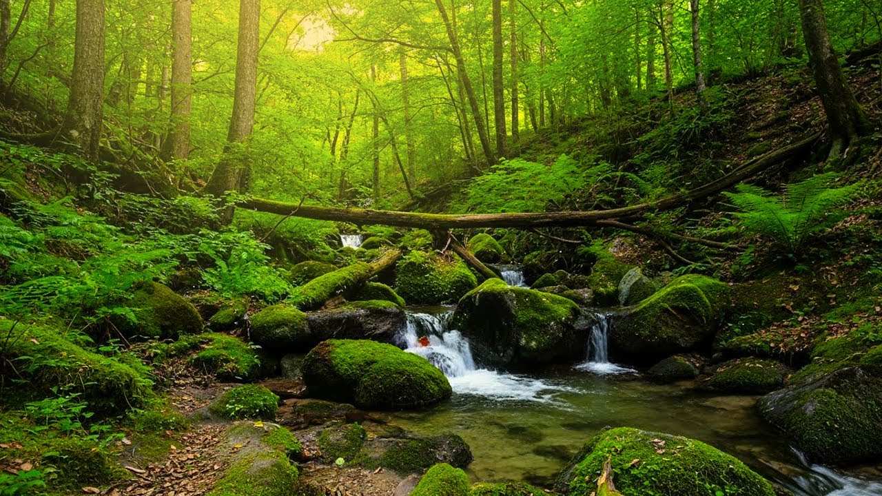 Relaxing Forest Ambience, Water Sounds and Birds Chirping for Stress Relief & Sleep