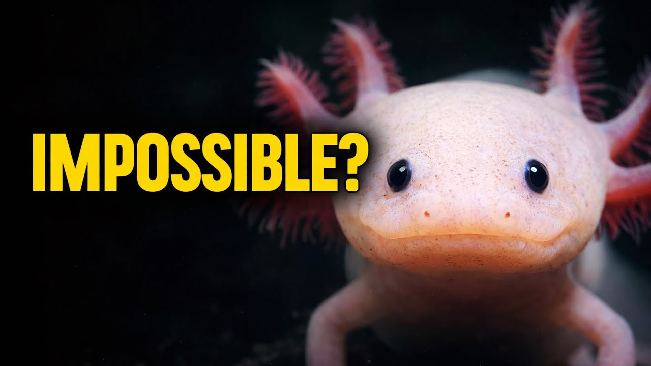 These Animals Should Not Exist