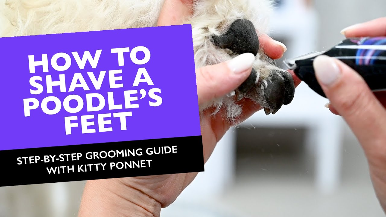 How to Shave a Poodle’s Feet | Step-by-Step Grooming Guide with Kitty Ponnet