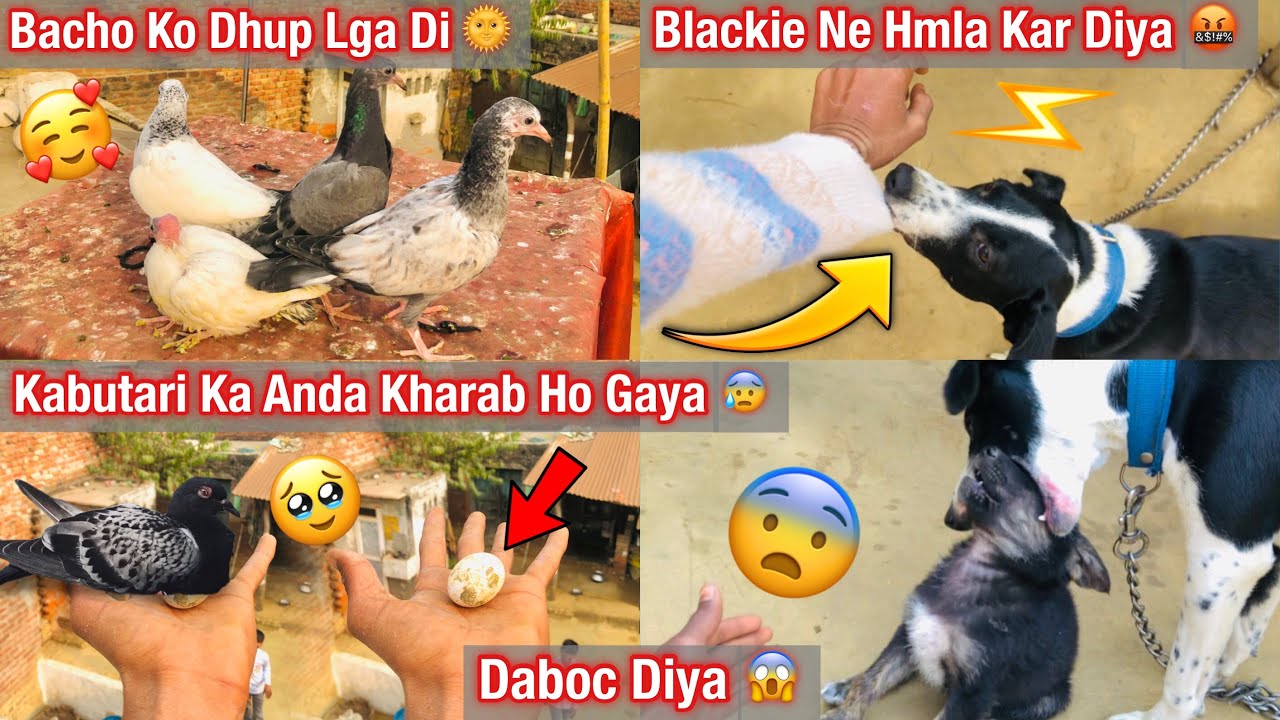 Blackie Ne Hmla Kar Diya !!🤬🐕😱