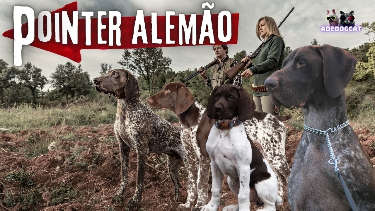 POINTER ALEMÃO O CÃO DE APONTE (BRACO ALEMÃO)