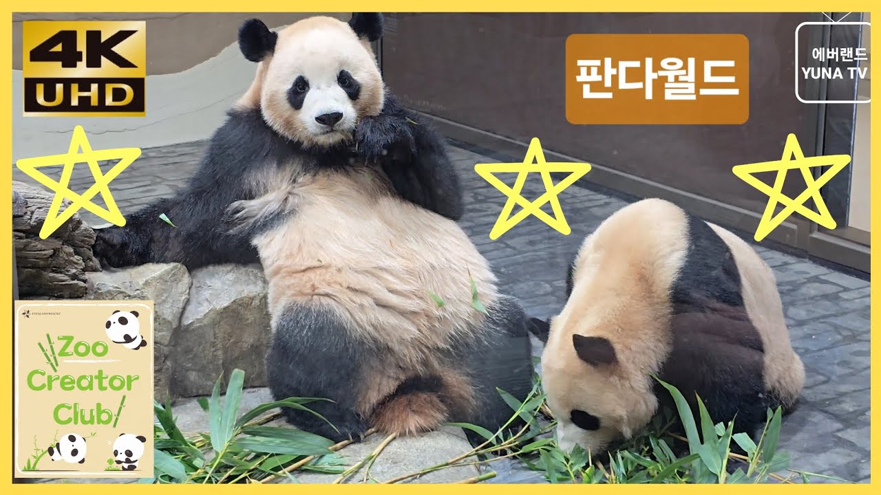 [에버랜드 4K] 판다월드 루이바오 후이바오 2025-11-23