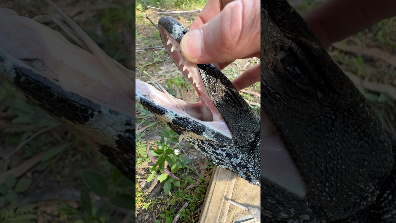 Dog 1 Vs Lizard 0 #lacemonitor #lizards #reptiles #reptile #animals #shorts