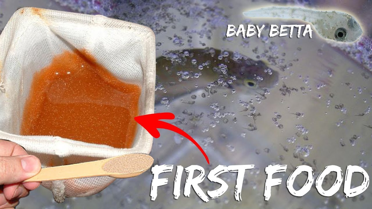 BETTAFISH BREEDING [PART 4 ]- HATCHING OF EGGS,BETTA  FIRST FOOD, HATCHING  BRINE SHRIMPS !